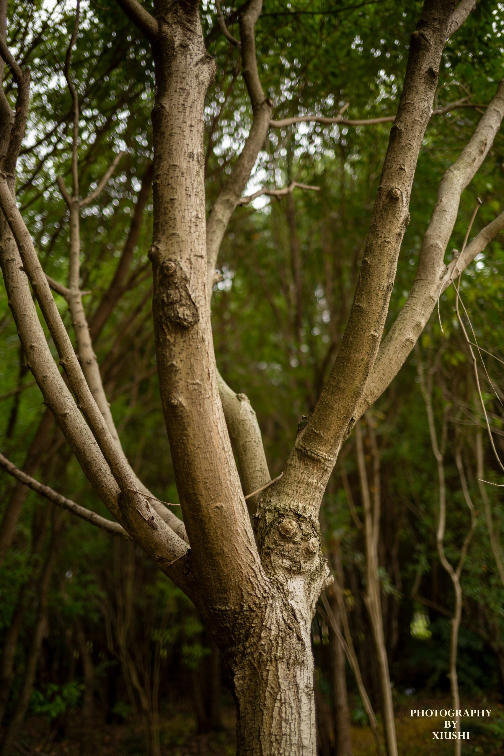 Forrest in Campus 4